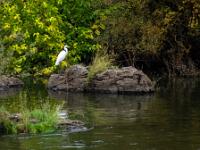 Silberreiher auf Fels mit Grasbüschel